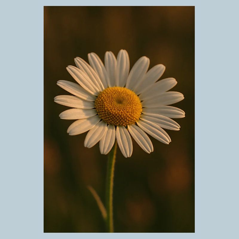 Nature - Flowers - Daisies
