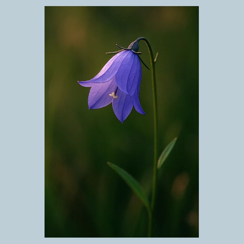 Jacinthe des bois