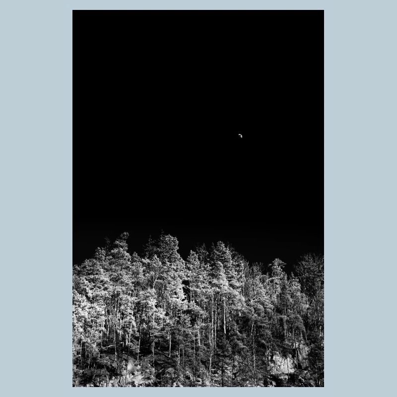Forêt nocturne en tons monochromes