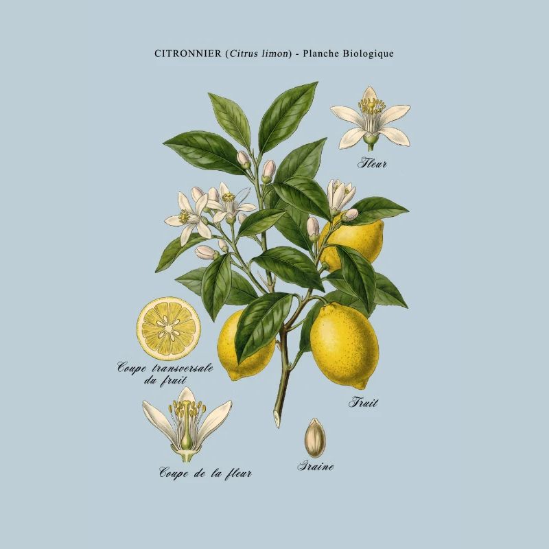 Vintage Lemon Tree Botanical Board
