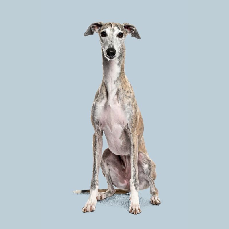 Greyhound – pure elegance, speed and grace!