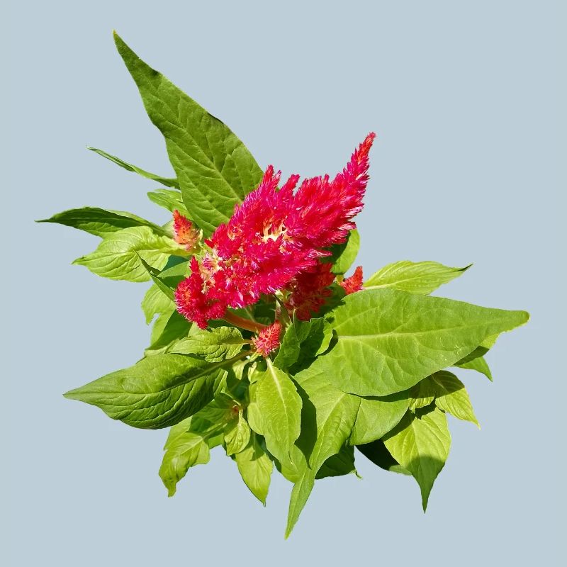 RED CELOSIA