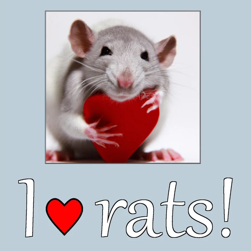 Rat avec un cœur