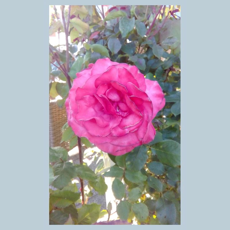 Pink Pink Flower Magic