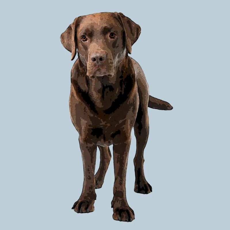 Brauner Labrador Comic Styl