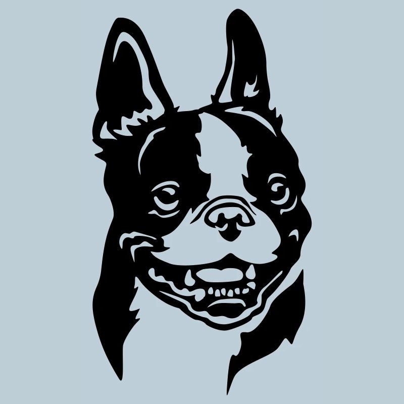 Boston Terrier Kopf