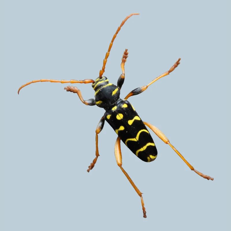 Cerf bélier en chêne