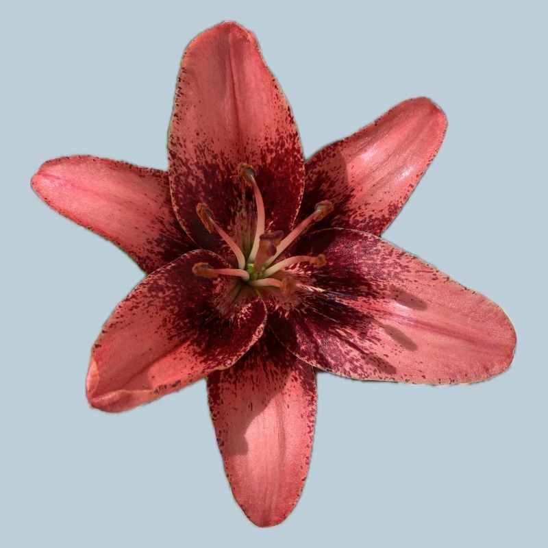 Design élégant de pétales de lys rose