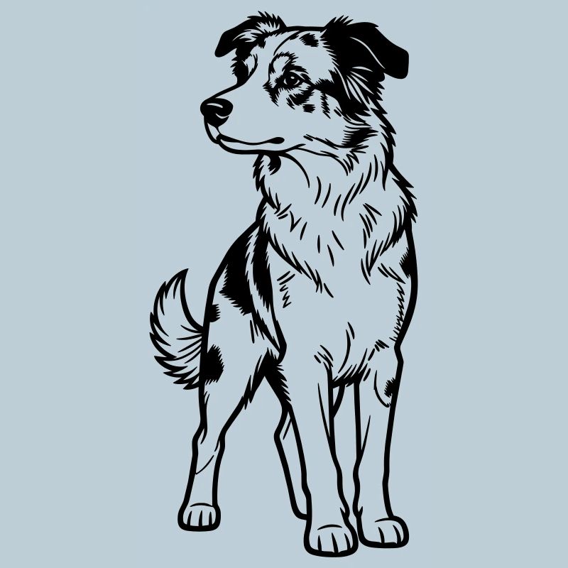 Australischer Schäferhund