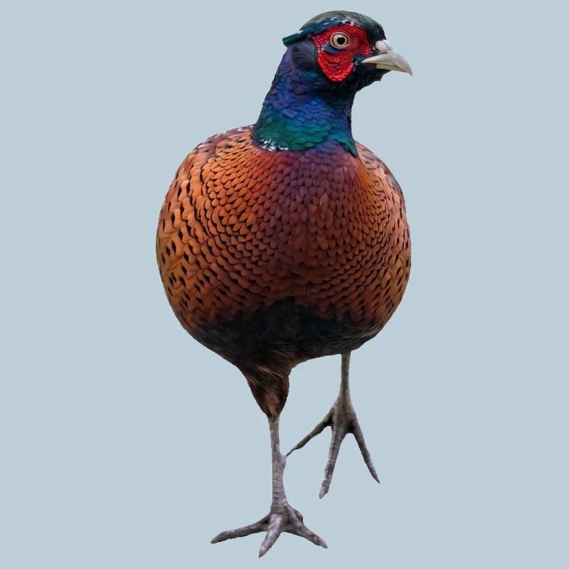 Pheasant with raised leg