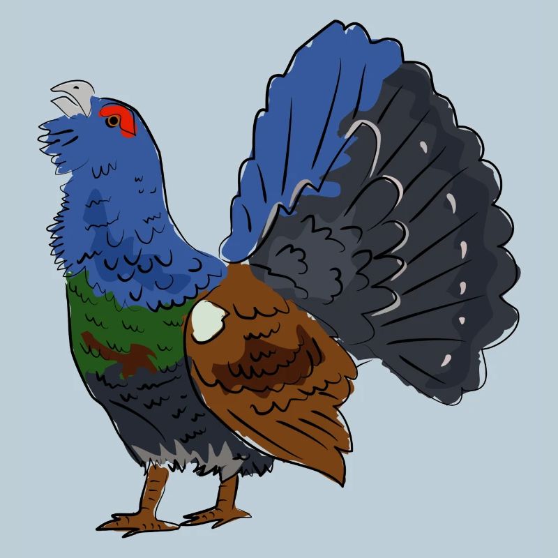 Coloured capercaillie with colourful plumage