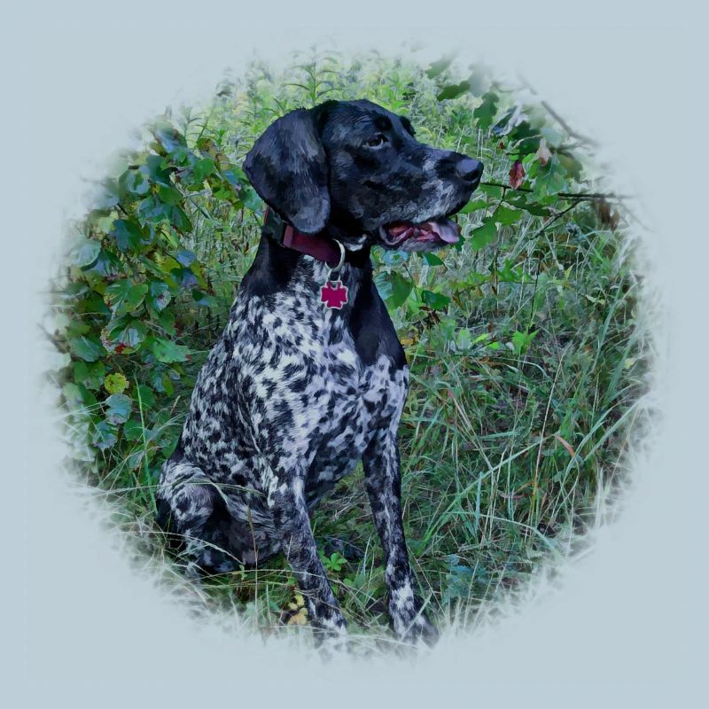 Hound Dog German Shorthaired Pointer