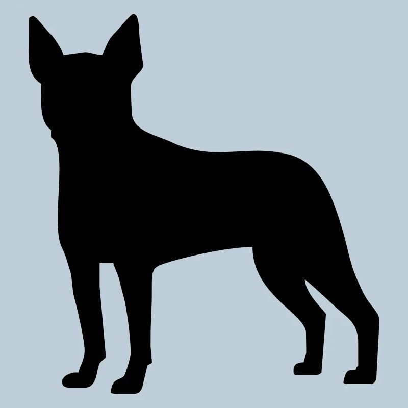 Boston Terrier