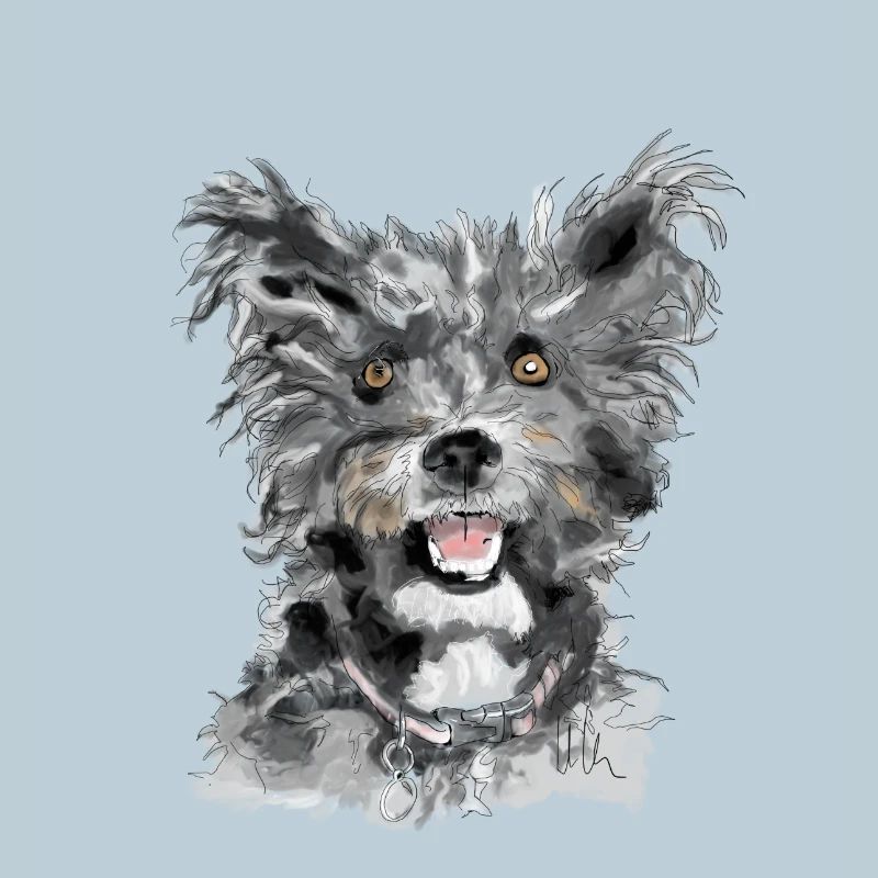 Pumi