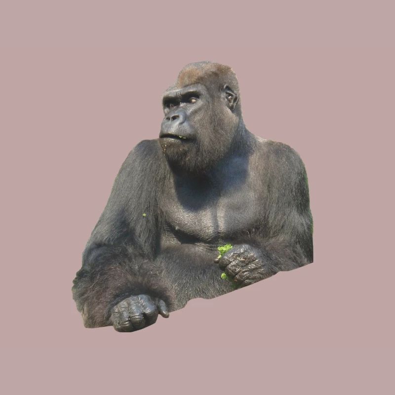 Gorilla