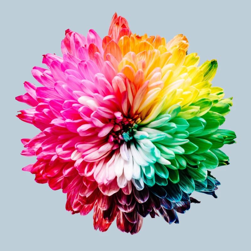Chrysanthemum Rainbow