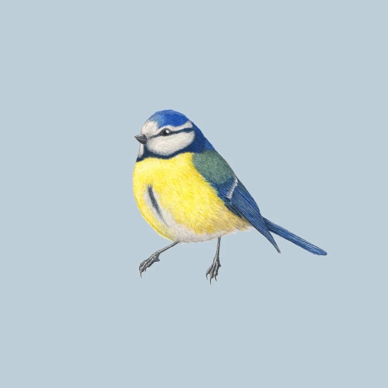 BlueTit - illustration aquarelle oiseau