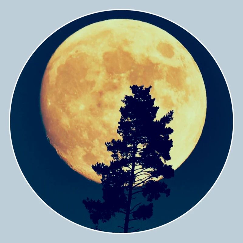 Moonlit Night Forest Silhouette