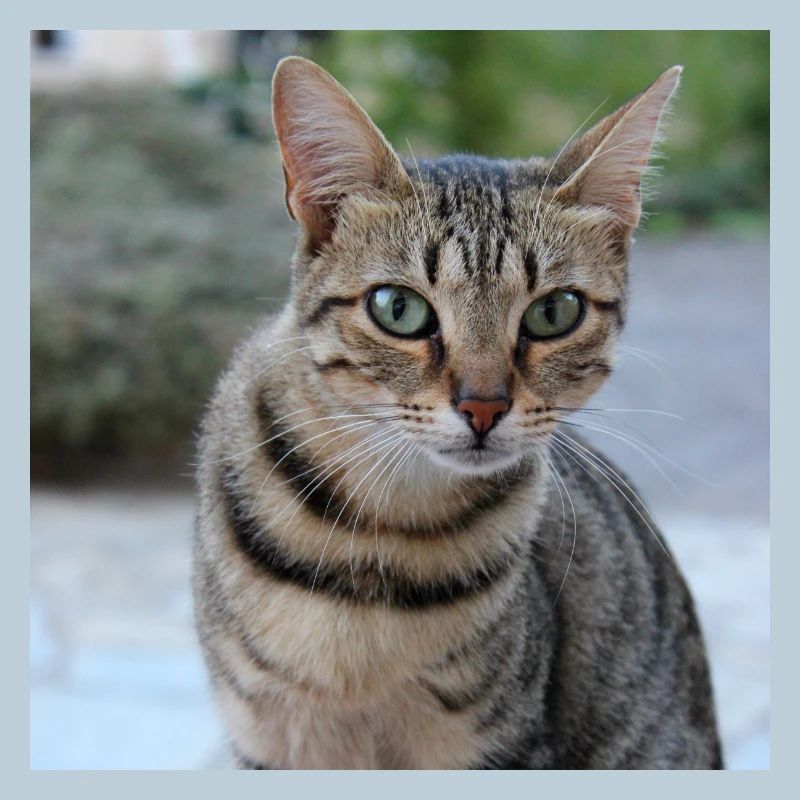 Katze Kätzchen Poster quadratisch Katzenposter