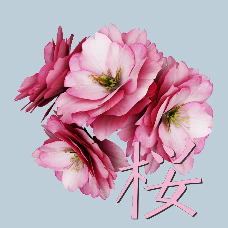 Cherry Blossom