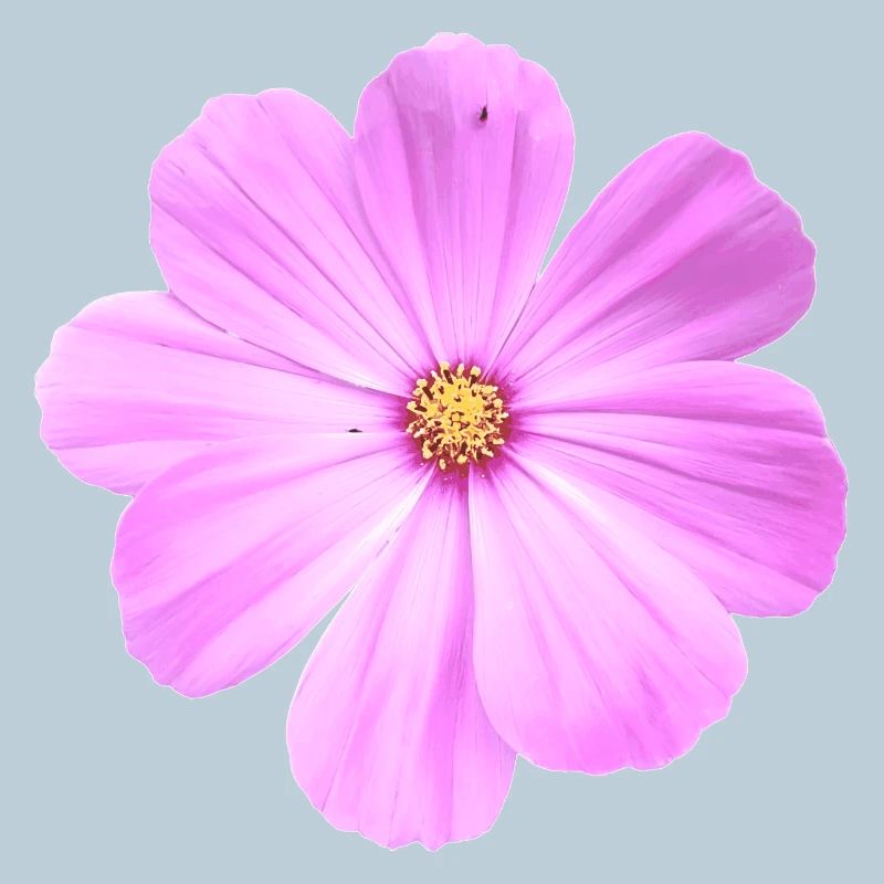 Blume