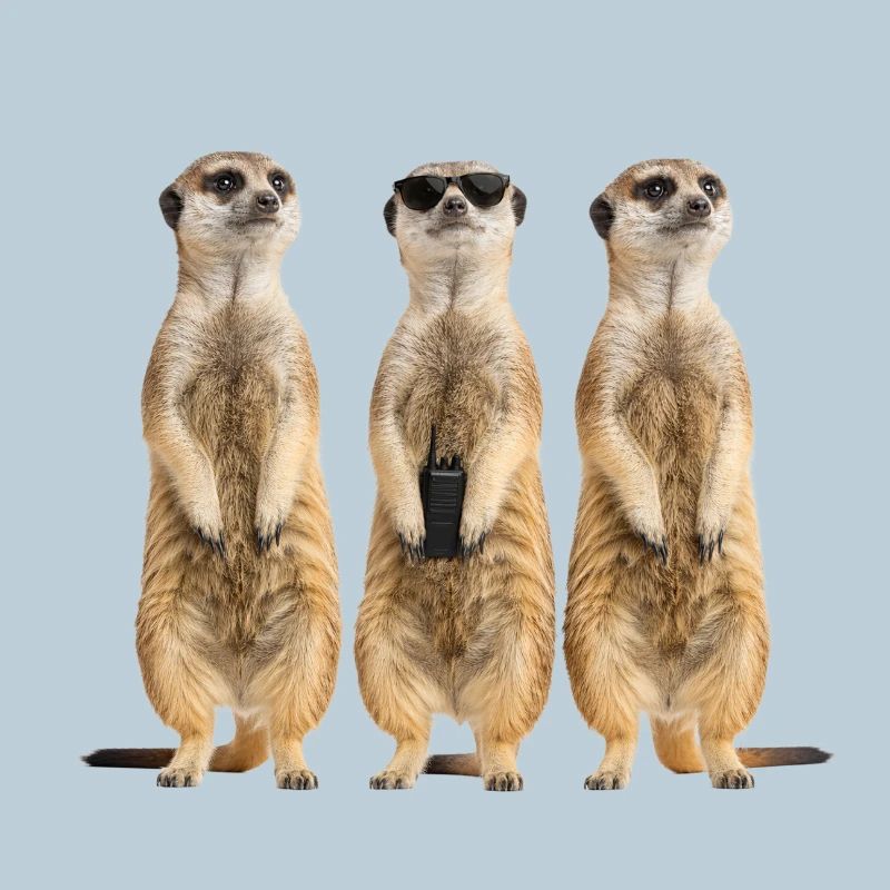 Funny Erdmänchen Security Team