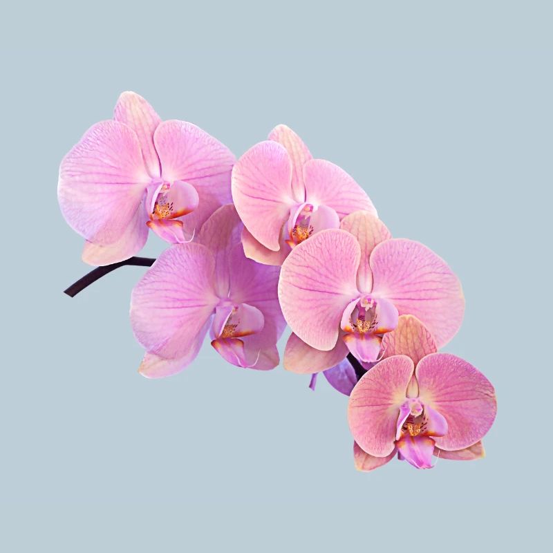 orchidée rose isolé clipart