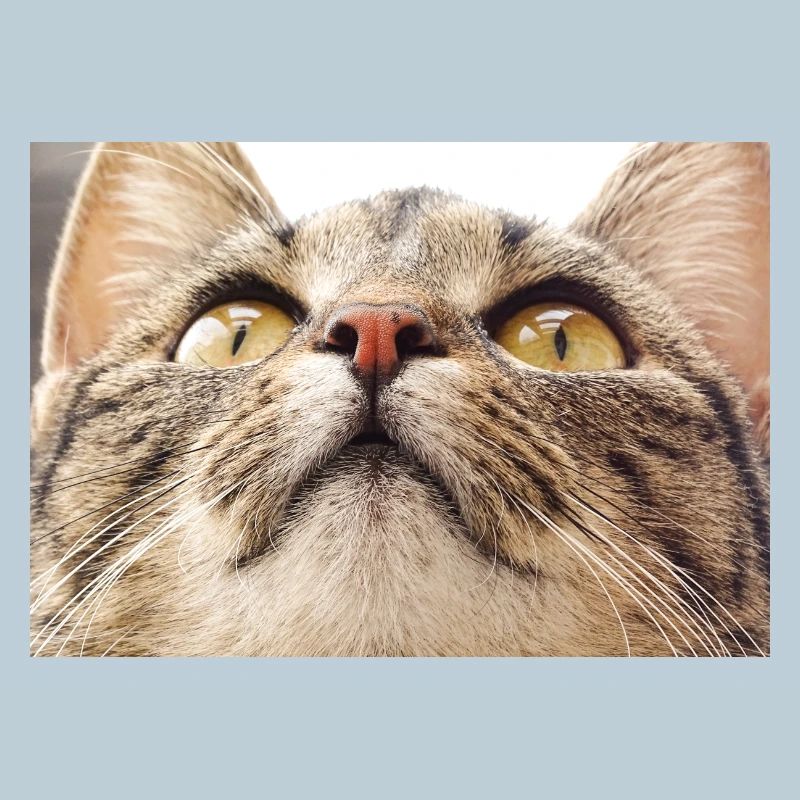 Visage de chat Minka