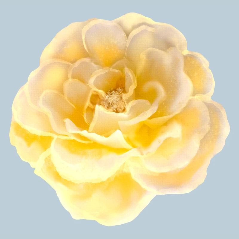 Rose Flower