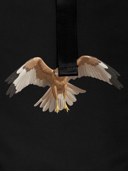 Marsh Harrier Circus aeruginosus