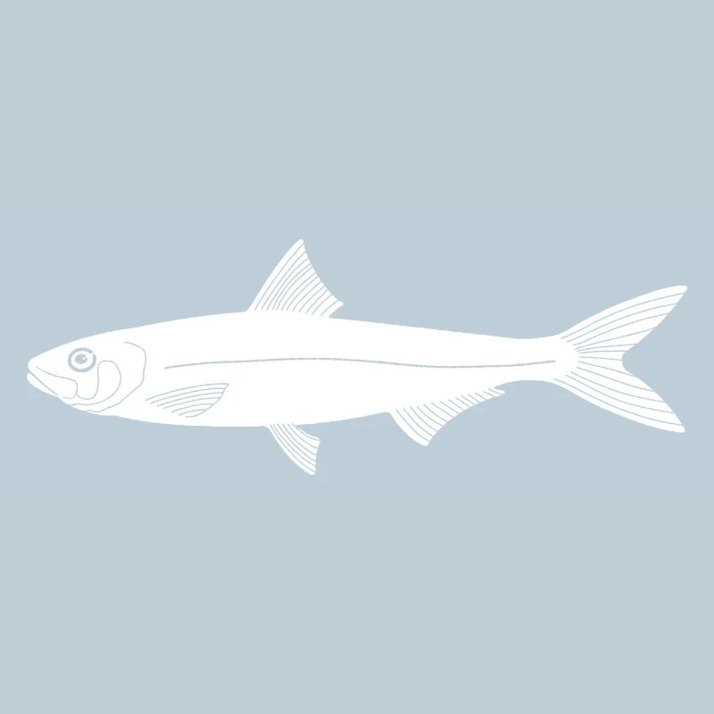 Sardine