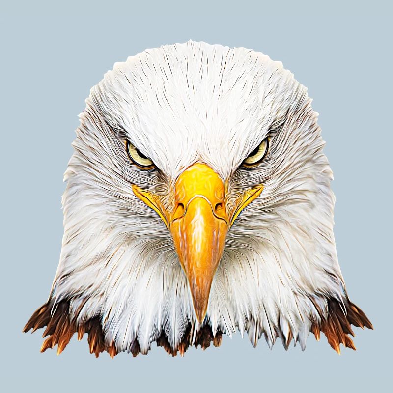 Bald eagle