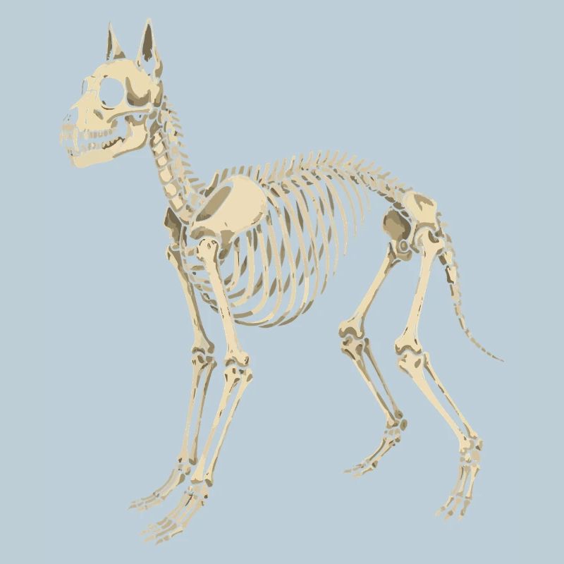 Plan du squelette canin