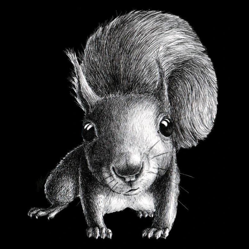 Eichhörnchen