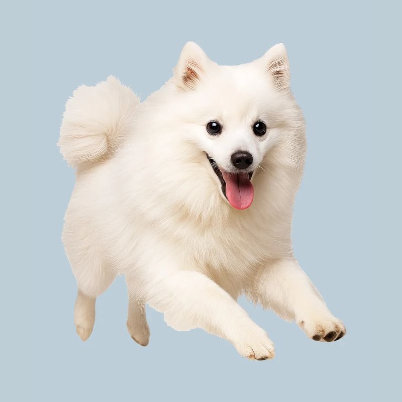 Japan Spitz