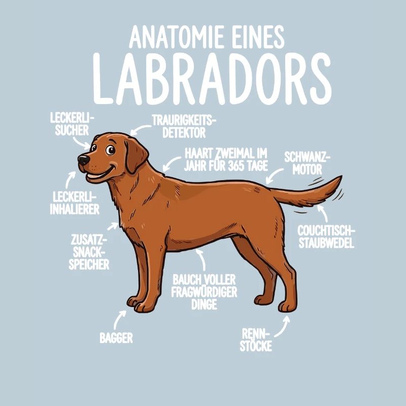 Anatomie d’un Labrador – Design Fun Foxred