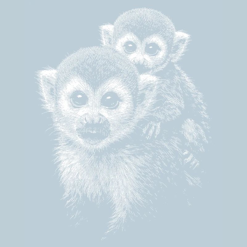 Squirrel monkey