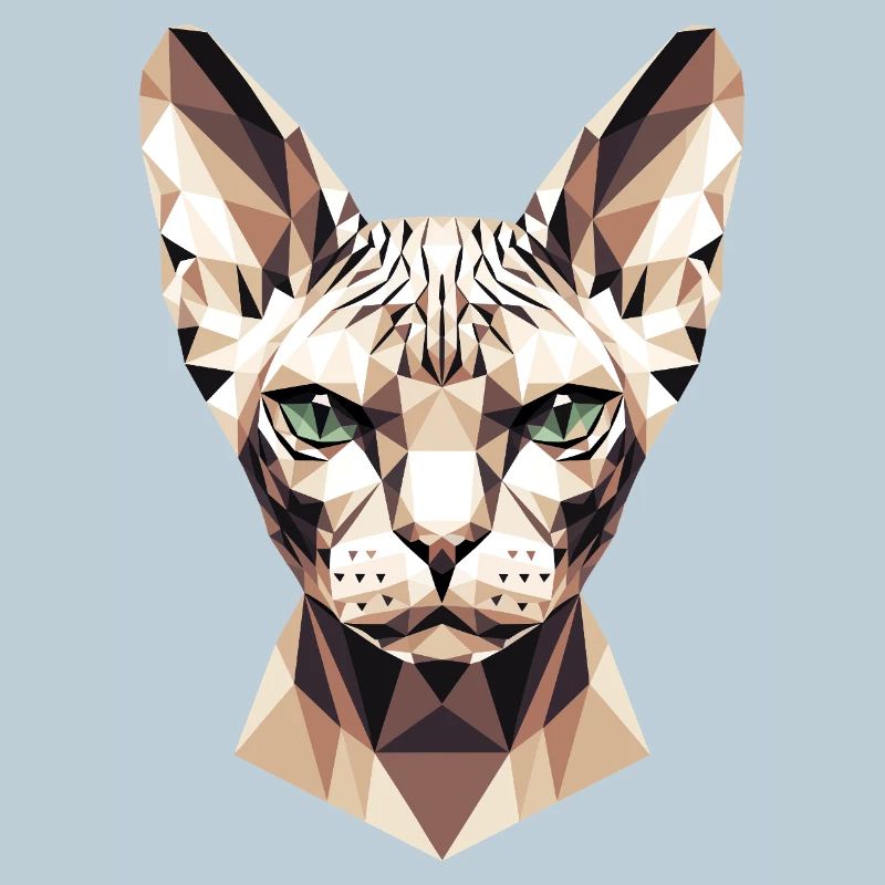 Sphynx Cat Sphynx Cat Canadian Cat Cute Sphinx