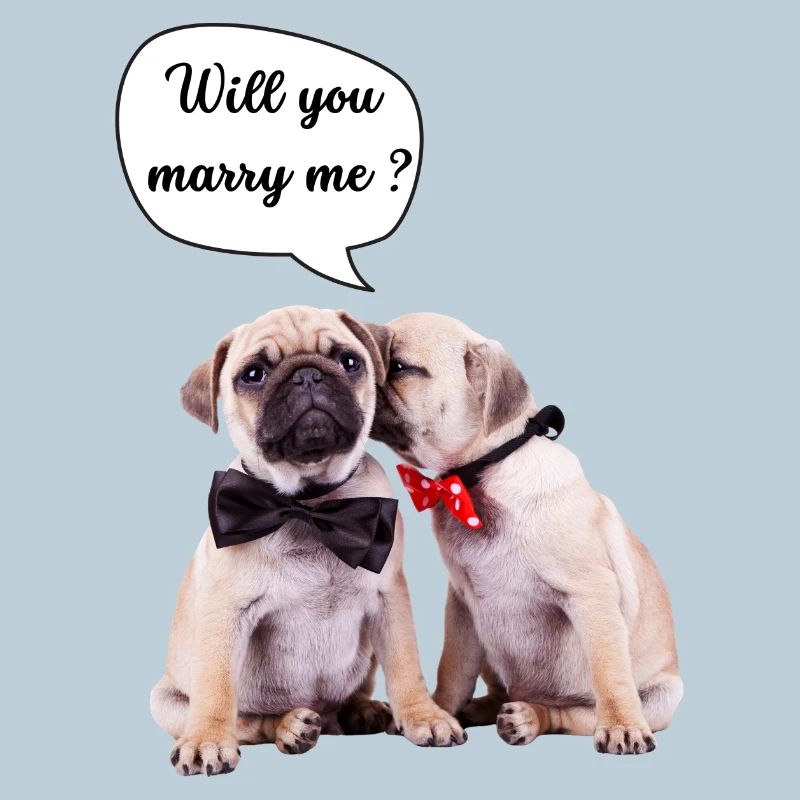 Willst du mich heiraten?