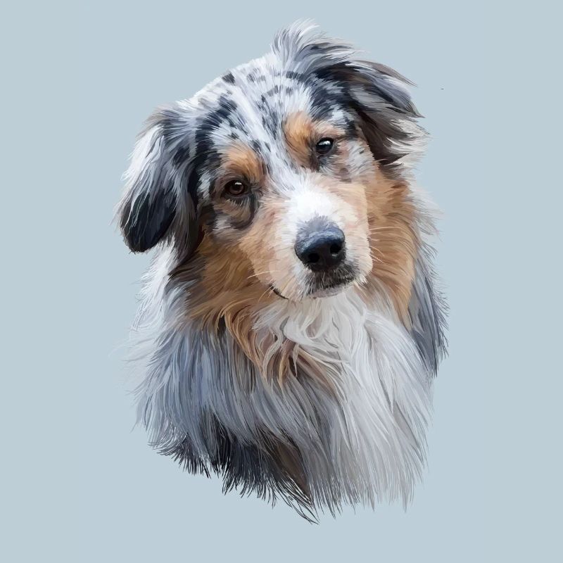 Australian Shepherd