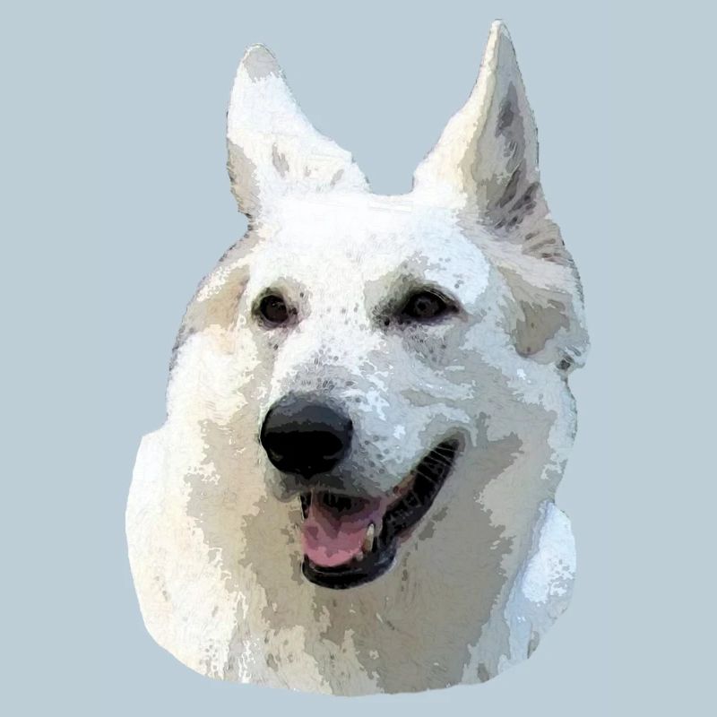 Berger Blanc