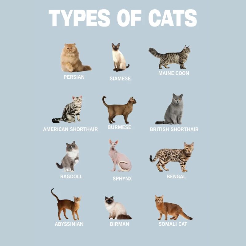 Types of Cats Educational Cat Breeds Chart Guide
