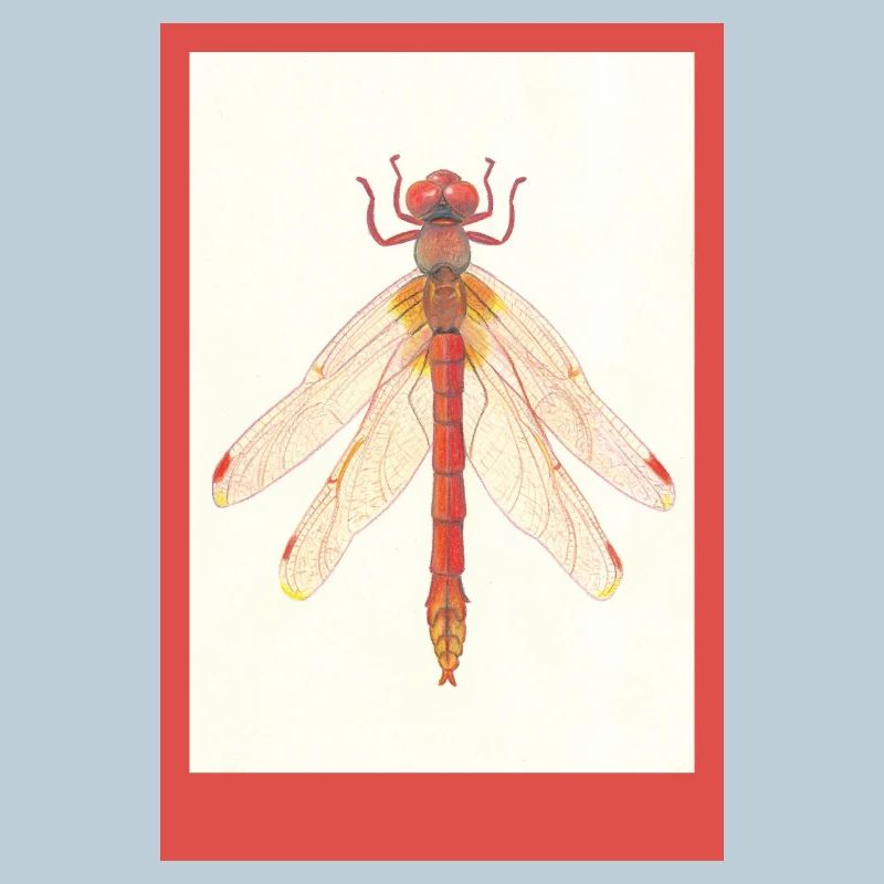 Red Dragonfly Illustration