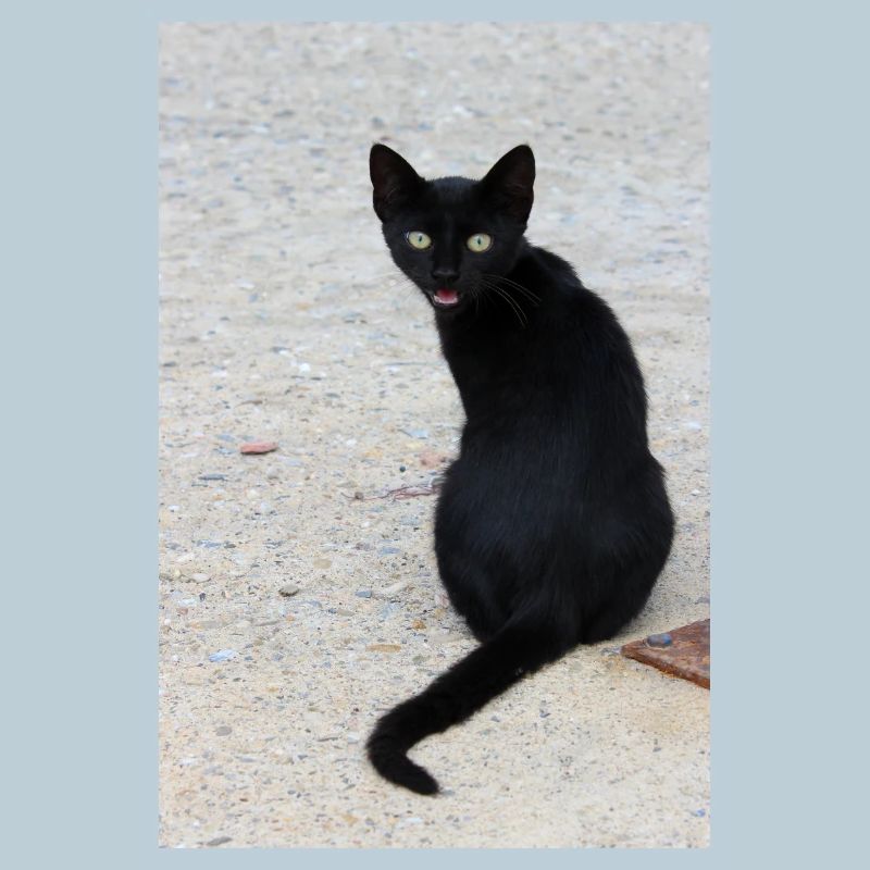 Chat noir