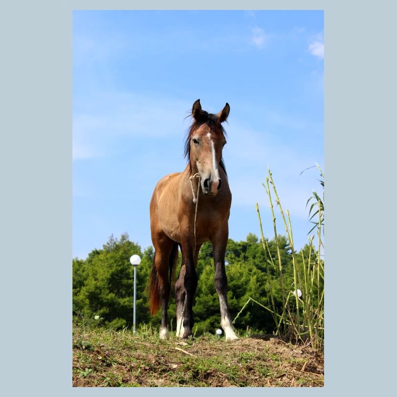 Pferd Pferdeposter