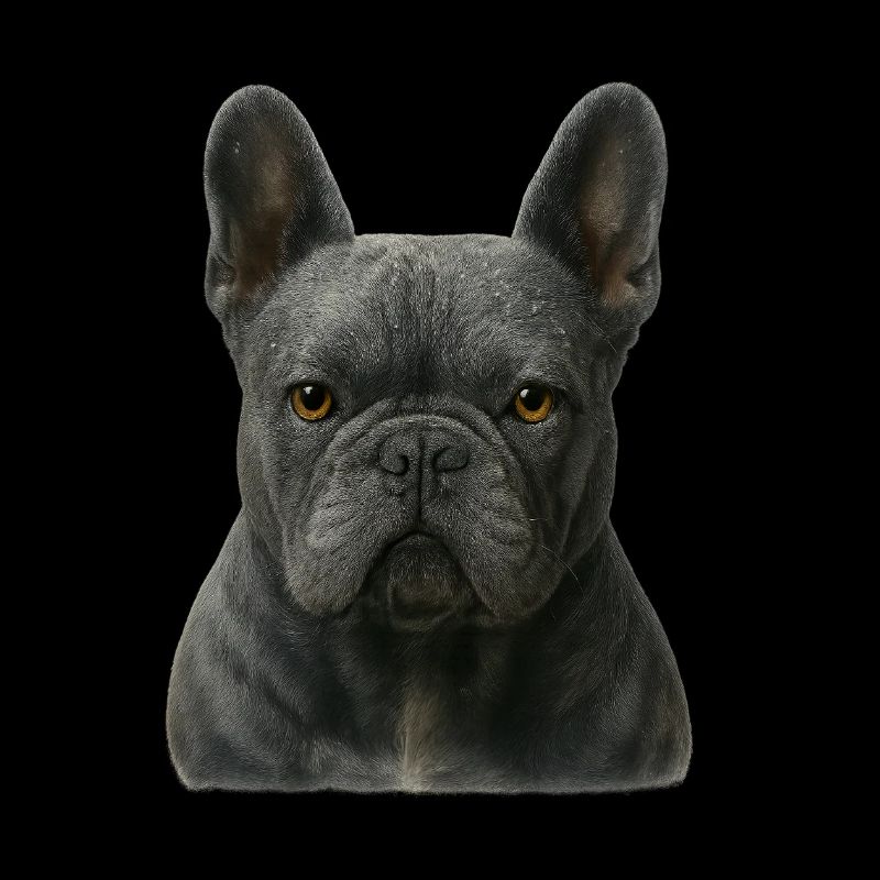Portrait de bouledogue français gris