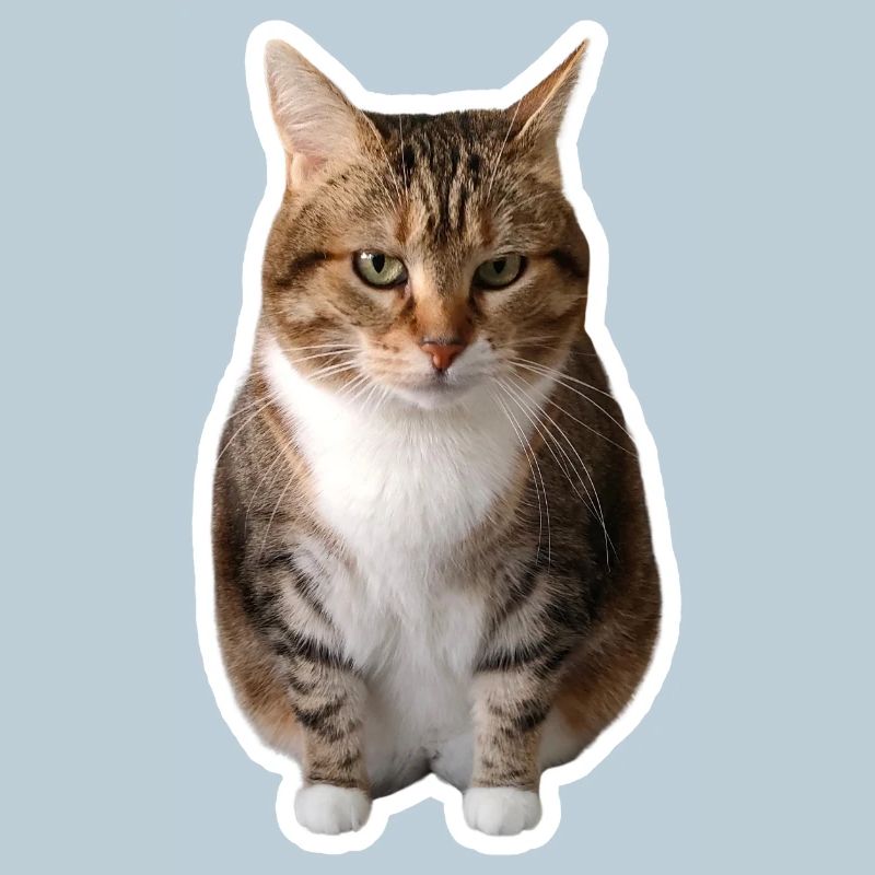 Missty assise