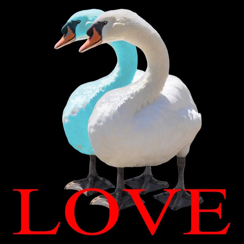 Swan Duo with Heart Shape