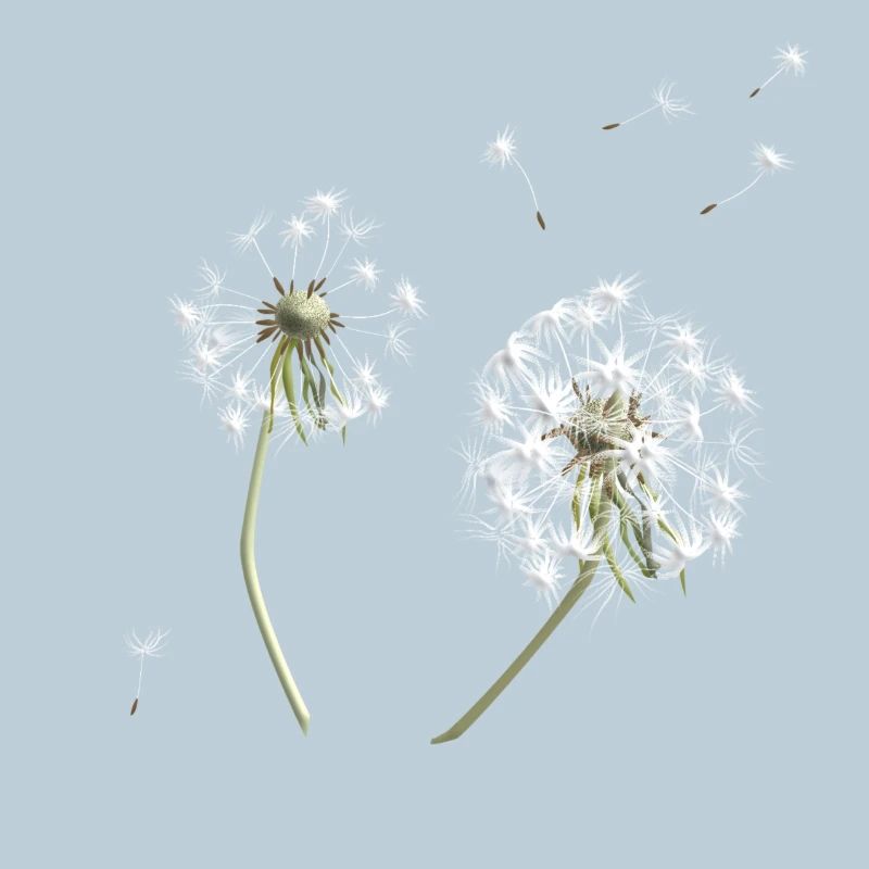 White dandelion silhouette