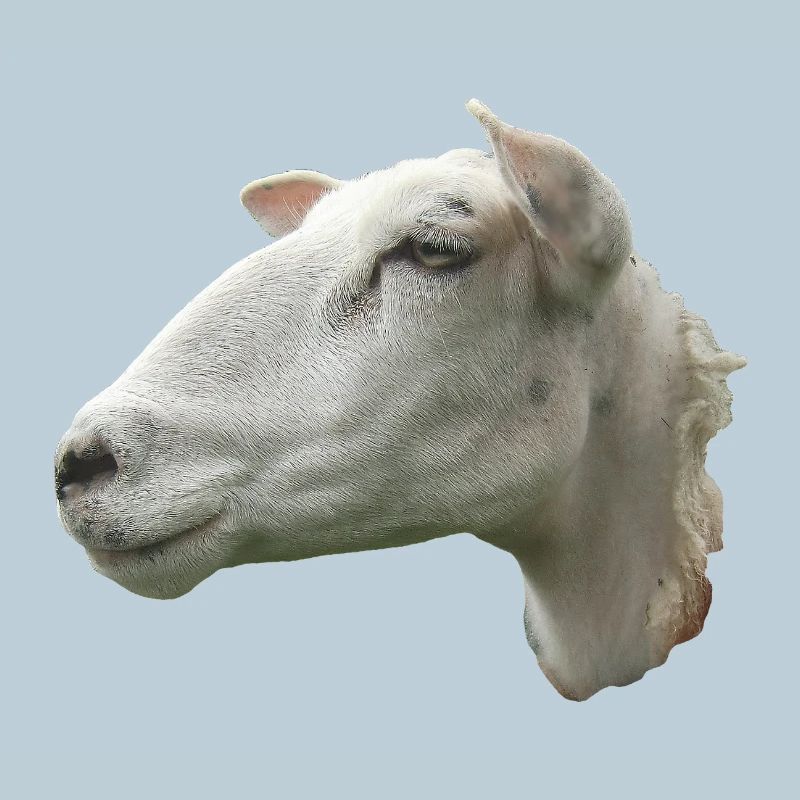 Schafkopf